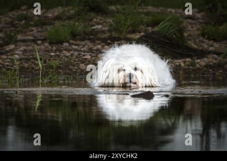 Kleine weiße Havanesen liegen im Wasser und schauen direkt in die Kamera Stockfoto