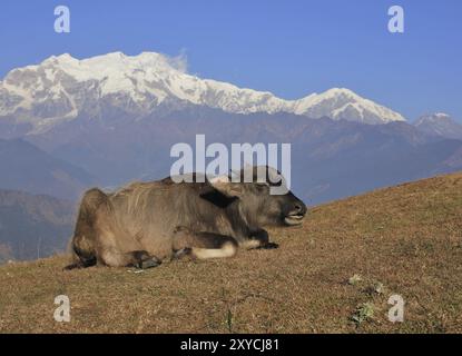 Ruhender Wasserbüffel Baby und schneebedeckter Berg der Manaslu Range, Nepal, Asien Stockfoto