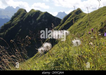 Frucht der Alpenpasque-Blüte Stockfoto