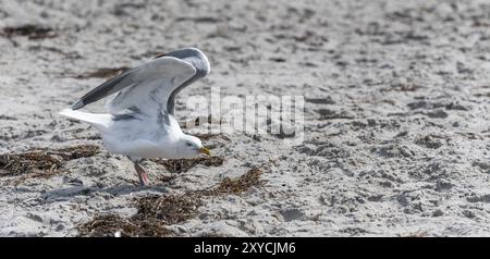 Heringsmöwen fliegen über den Sandstrand der Ostsee mit Wellen und blauem Himmel Stockfoto