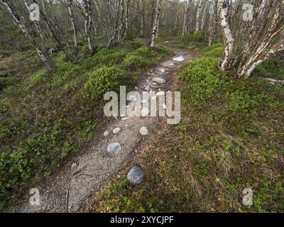 Fußweg, zwischen haarigen Birkenwäldern (Betula pubescens), Mai, Finnisch Lappland Stockfoto