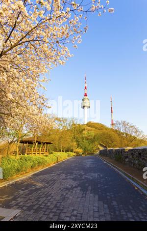 Ein Spaziergang, gesäumt von bunten, rosa Kirschblüten und Stadtmauer, führt an einem Frühlingsabend in South Ko zum Namsan Tower oder N Seoul Tower Stockfoto