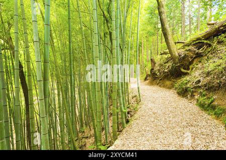 Eine ungenutzte, mit Blättern bedeckte Bambuswaldstraße führt zum Gelände der Burg Tsumago mit Blick auf die Poststation von Tsumago an der Nakasendo-Route. Stockfoto