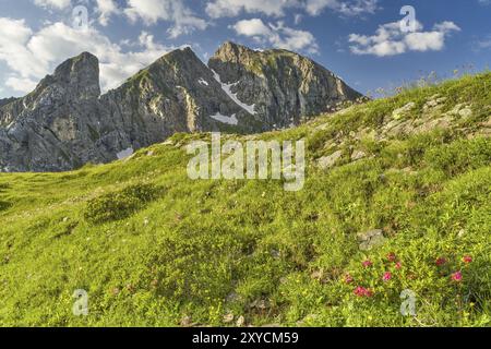 Torre Dusso der Gruppe Croda da Lago vom Giaupass, Alpenrosen, Dolomiten, Belluno, Italien, Europa Stockfoto