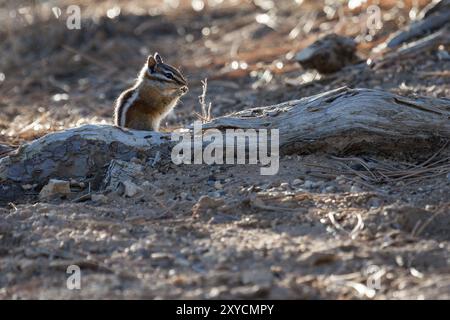 Ein Streifenhörnchen im Bryce Canyon in Nahaufnahme Stockfoto