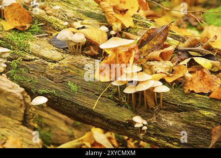 Rosy Helleborin, Mycena galericulata 01 Stockfoto