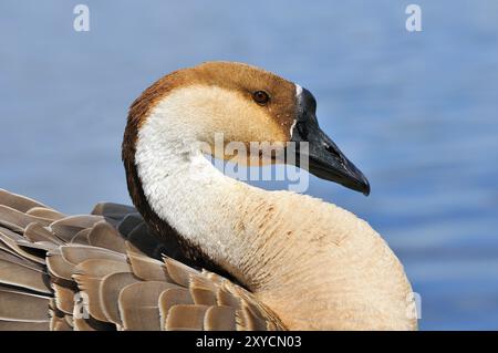 Schwanengans im Preening Stockfoto