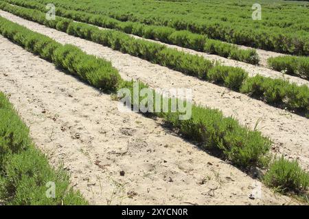 Lavendelanbau auf den Kanalinseln Stockfoto