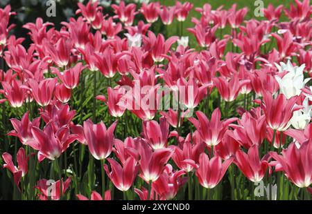 Schöne Tulpen im Sonnenlicht Stockfoto