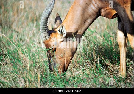 Kenia. Kopf und Schultern einer Topi-Antilope, die weidet. (Damaliscus lunatus jimela). Stockfoto