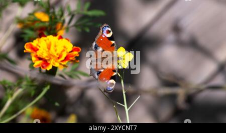 Nahaufnahme eines bunten Schmetterlings, der auf einer gelben Blume in einem Garten thront, mit leuchtenden Ringelblumen im Hintergrund, die die Schönheit der Natur und einfangen Stockfoto