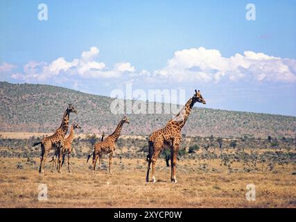 Kenia. Vier Masai-Giraffen. (Giraffa tippelskirchi) Stockfoto