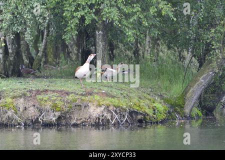 Nilgänse, in der Oberlausitz. Ägyptische Gans Stockfoto