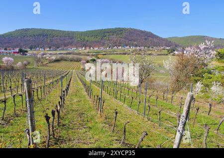 Landschaft rund um Gimmeldingen waehrend der Mandelbluete im Fruehling, Landschaft rund um Gimmeldingen während der Mandelblüte im Frühjahr, Deutschland, EU Stockfoto