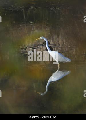 Reiher auf der Suche nach Nahrung. Tolle Reiher auf der Suche nach Essen Stockfoto