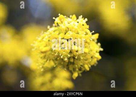 Europäische Cornel (Cornus MAS), auch cornel Cherry genannt, blüht im Frühjahr. Blühender Sträucher der Europäischen kornenkirsche Stockfoto