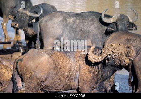 Kenia. Afrikanischer Kap-Büffel, bedeckt mit Schlamm am Wasserloch. (Syncerus-Kaffer). Stockfoto