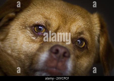 Kleiner brauner Mischhund Stockfoto