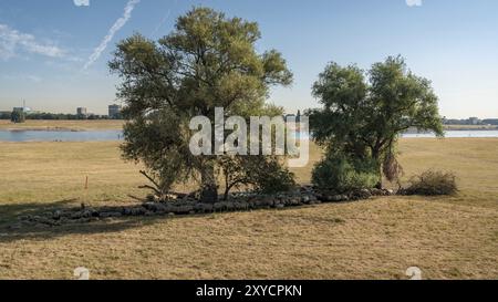 Eine Schafherde, die sich vor der Hitze im Schatten einiger Bäume versteckt, am Ufer des Rheins in Duisburg, Nordrhein-Westfalen, Deutschland, E Stockfoto