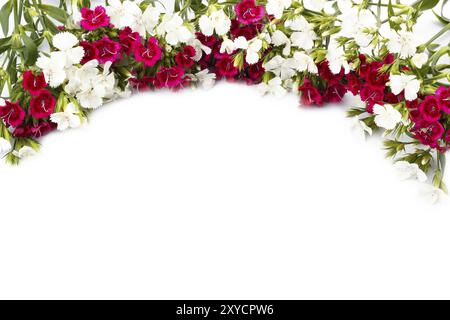 Nelke (Dianthus Chinensis) Blumen Closeup, weiß und rot auf weiß isoliert Stockfoto