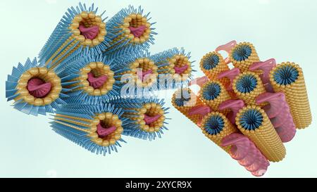 3D-Rendering der lamellaren Phase zeigt DNA-Stäbe, die zwischen Lipidzweischichten intercaliert sind, und die inverse hexagonale Phase besteht aus DNA Stockfoto