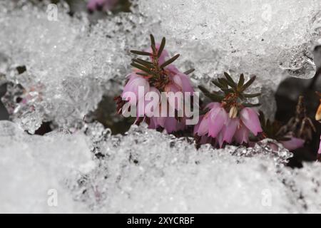 Blühende Schneeheide im Neuschnee Stockfoto