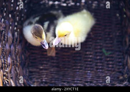 Zwei gelbe Entlein im Freien in den Korb. Nahaufnahme Stockfoto