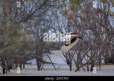 Ein weiblicher Schwarzhalsstorch, der durch seine goldenen Iris identifiziert wird, geht auf die Flucht, um nach mehr porduktiven Jagdgründen am Lake Dunn zu suchen. Stockfoto