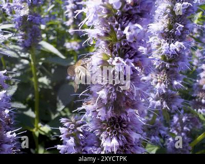 Blütenabdruck, Honigbiene (APIs), sitzend auf Anis Ysop (Agastache foeniculum) Stockfoto