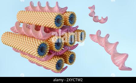 3D-Rendering der sechseckigen Phase besteht aus DNA-Stäben zwischen stäbchenartigen Lipidmizellen, die auf einem sechseckigen Gitter angeordnet sind Stockfoto