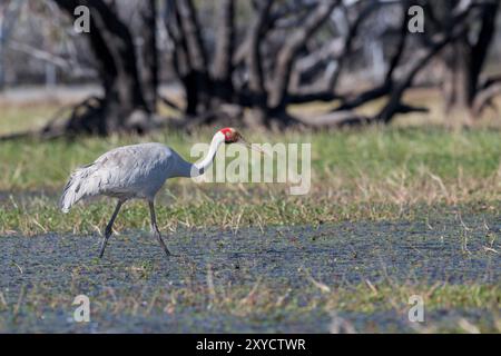 Nebenbei ein Verhaltensportrait eines Brolga, der durch das flache Marschland rund um Lake Dunn auf der Suche nach Nahrung spaziert. Stockfoto