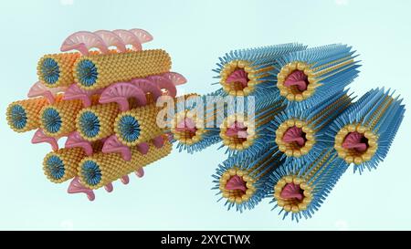 3D-Rendering der lamellaren Phase zeigt DNA-Stäbe, die zwischen Lipidzweischichten intercaliert sind, und die inverse hexagonale Phase besteht aus DNA Stockfoto