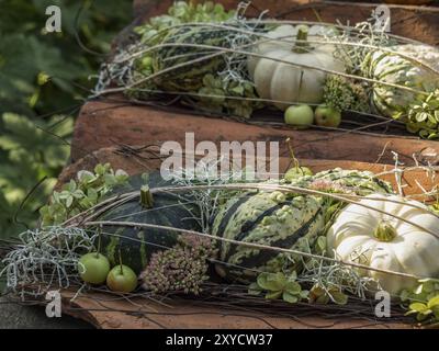Kürbisanordnung mit verschiedenen grünen und weißen Kürbissen, umgeben von Blättern und Zweigen, borken, münsterland, Deutschland, Europa Stockfoto