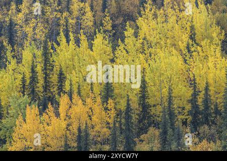 Herbstwald, Naturschutzgebiet Dundret, Gaellivare, Norrbotten, Lappland, Schweden, September 2017, Europa Stockfoto