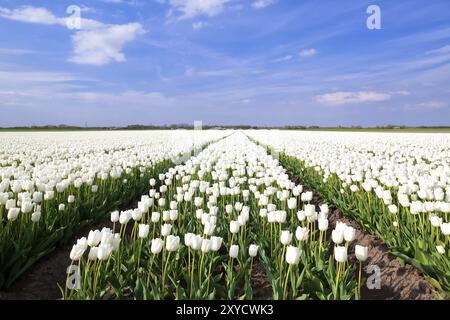 Frühlingsfeld der weißen Tulpen in Nordholland, Niederlande Stockfoto