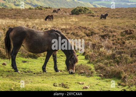 Eine Exmoor Pony, die Beweidung von Porlock Hill in Somerset, England, Großbritannien Stockfoto