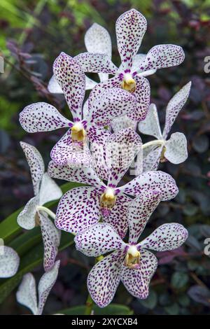 Orchidee in Singapur botanische Gärten Stockfoto