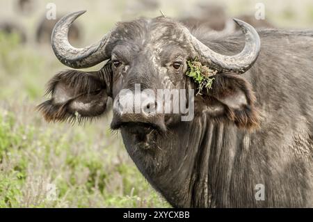 Ein Nahporträt eines Cape Buffalo, der den Betrachter direkt anstarrt, mit einigen grünen Blumenpflanzen, die hinter dem Ohr stecken, als ob der Büffel es getan hätte Stockfoto