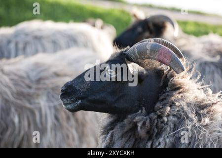 Grauen gehörnten Heideschaf Stockfoto