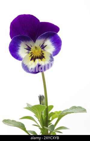 Gehörntes Violett (Viola cornuta, Stiefmütterchen), abgeschnitten Stockfoto