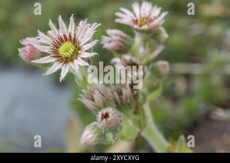 Hausleek (sempervivum) Nahaufnahme im Garten Stockfoto