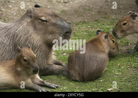 Capybaras (Hydrochoerus hydrochaeris) Stockfoto