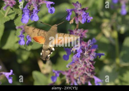 Taubenschwanz-Falke-Motte auf der Suche nach Nektar. Kolibri-Falkenmotte im Garten im Herbst Stockfoto