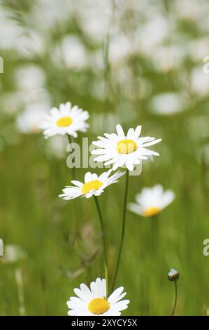 Ochsenauge Gänseblümchen (Leucanthemum vulgare) auf einer Wiese im Frühjahr. Gänseblümchen sind in Europa und den gemäßigten Regionen Asiens im Frühjahr / dem Ochsenaugen Gänseblümchen üblich Stockfoto