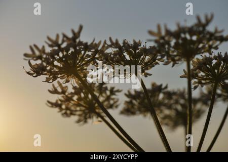 Wiesenhogweed (Heracleum sphondylium) in der Abendsonne, gemeiner Hogweed (Heracleum sphondylium) am Abend Stockfoto