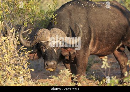 Buffalo-Porträt Stockfoto