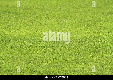 Grünes Gras, Natur Hintergrund Stockfoto