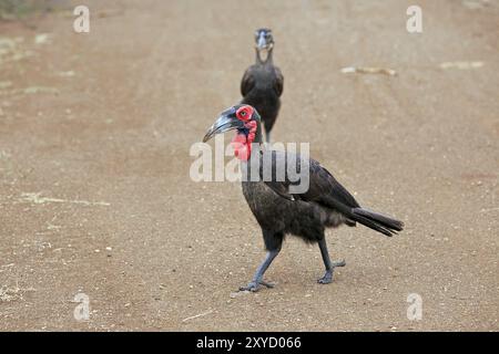 Zwei Nashornvögel, die nach Essen suchen Stockfoto