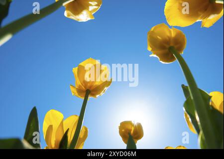 Gelbe Tulpen, von unten bis zum blauen Himmel im Hinterlicht der Sonne gelbe Tulpen, von unten bis zum blauen Himmel im Hinterlicht des gesehen Stockfoto