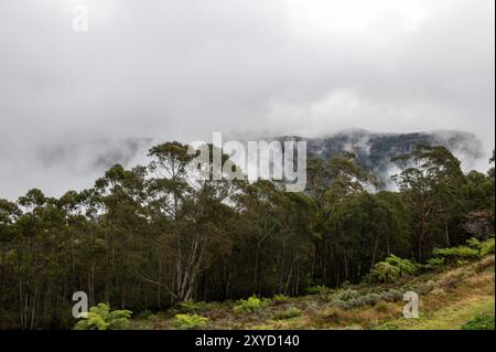 In Katoomba, New South Wales, Australien, entsteht am frühen Morgen herbstlicher Nebel aus den steilen Hängen der dichten Wälder. Es liegt im Greater Blue Mount Stockfoto